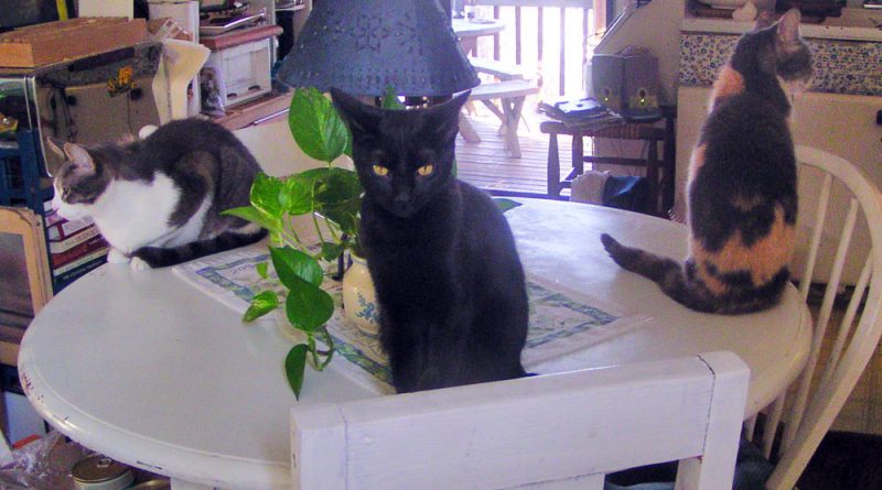 Lucy, Peaches and Namir on the table, another view.