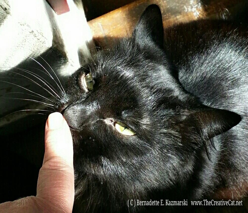 Celebrating a very sunny day with a boop on Basil's nose.