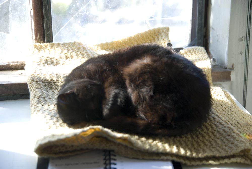 Mimi's sunny nap was a little chilly on the marble windowsill, but the blanket made it better.
