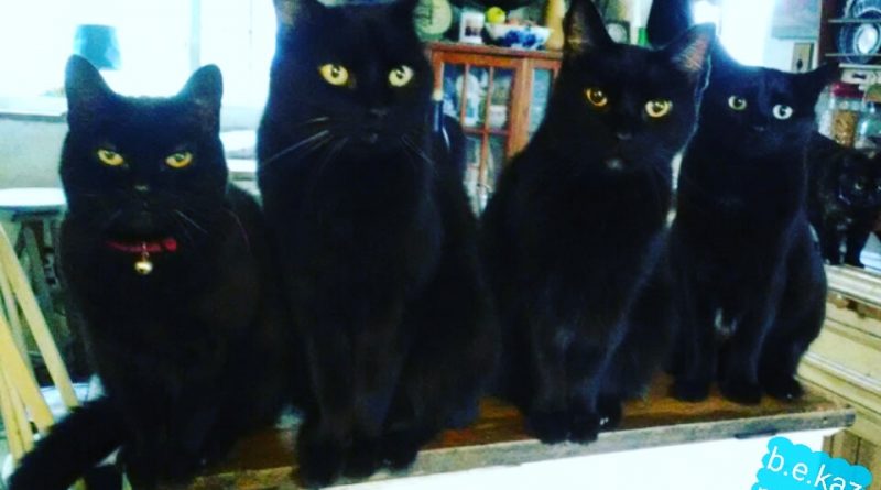 four black cats in the kitchen
