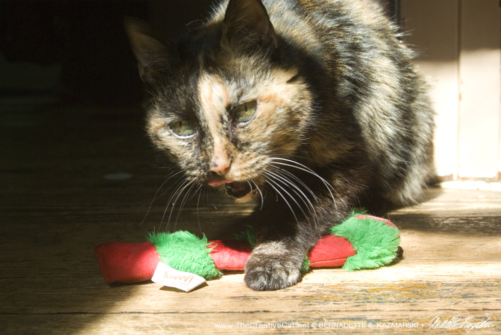 Cookie finally gets the catnip candy cane all to herself.
