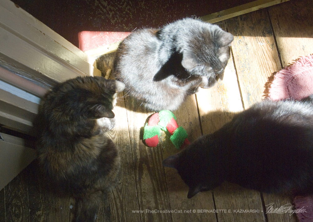 The girls organized an impromptu catnip party to celebrate a sunny morning.