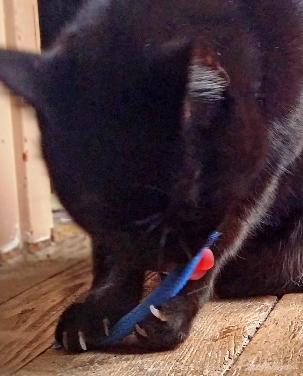 cat with catnip toy.