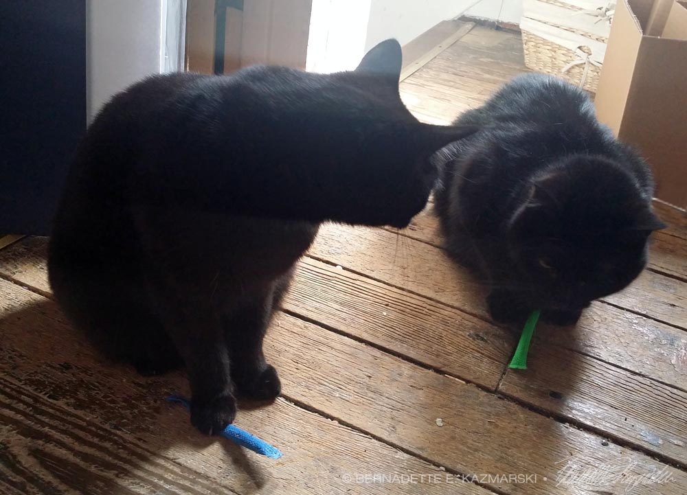 two cats with catnip toys.