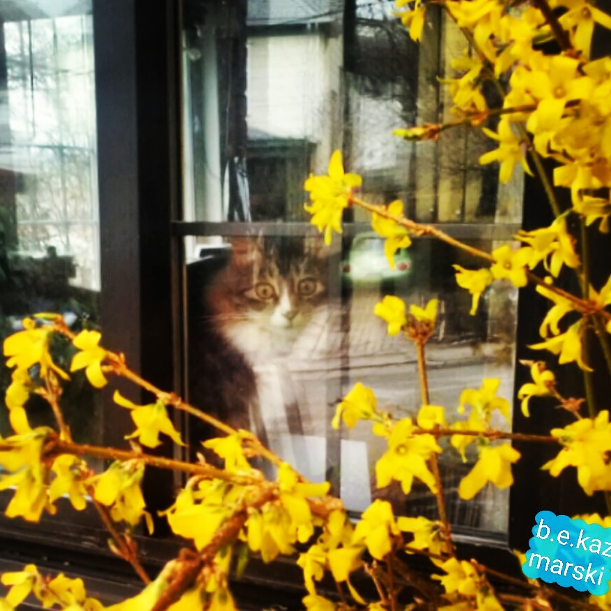 cat inside window