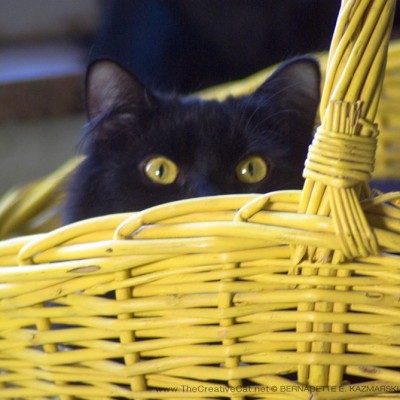 "Did I miss the Easter Bunny? I wanted to play with him!" Basil is very disappointed! Can't pass up an opportunity for a good cat-in-a-yellow-basket photo.