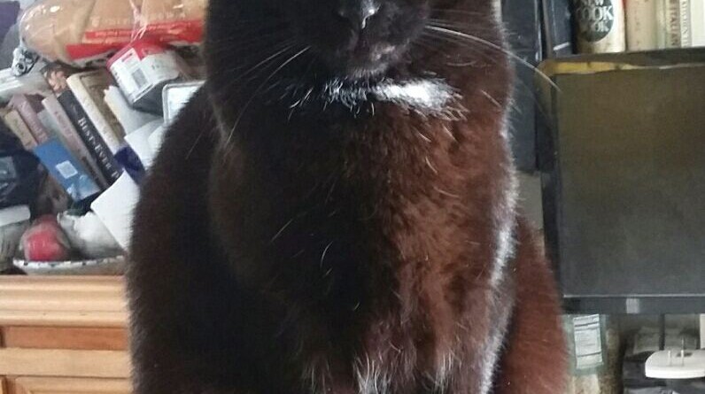 A chocolate kitty? No filters, Jelly Bean is really this chocolate in sunlight. In deep contemplation, apparently. Happy Easter to all who celebrate!