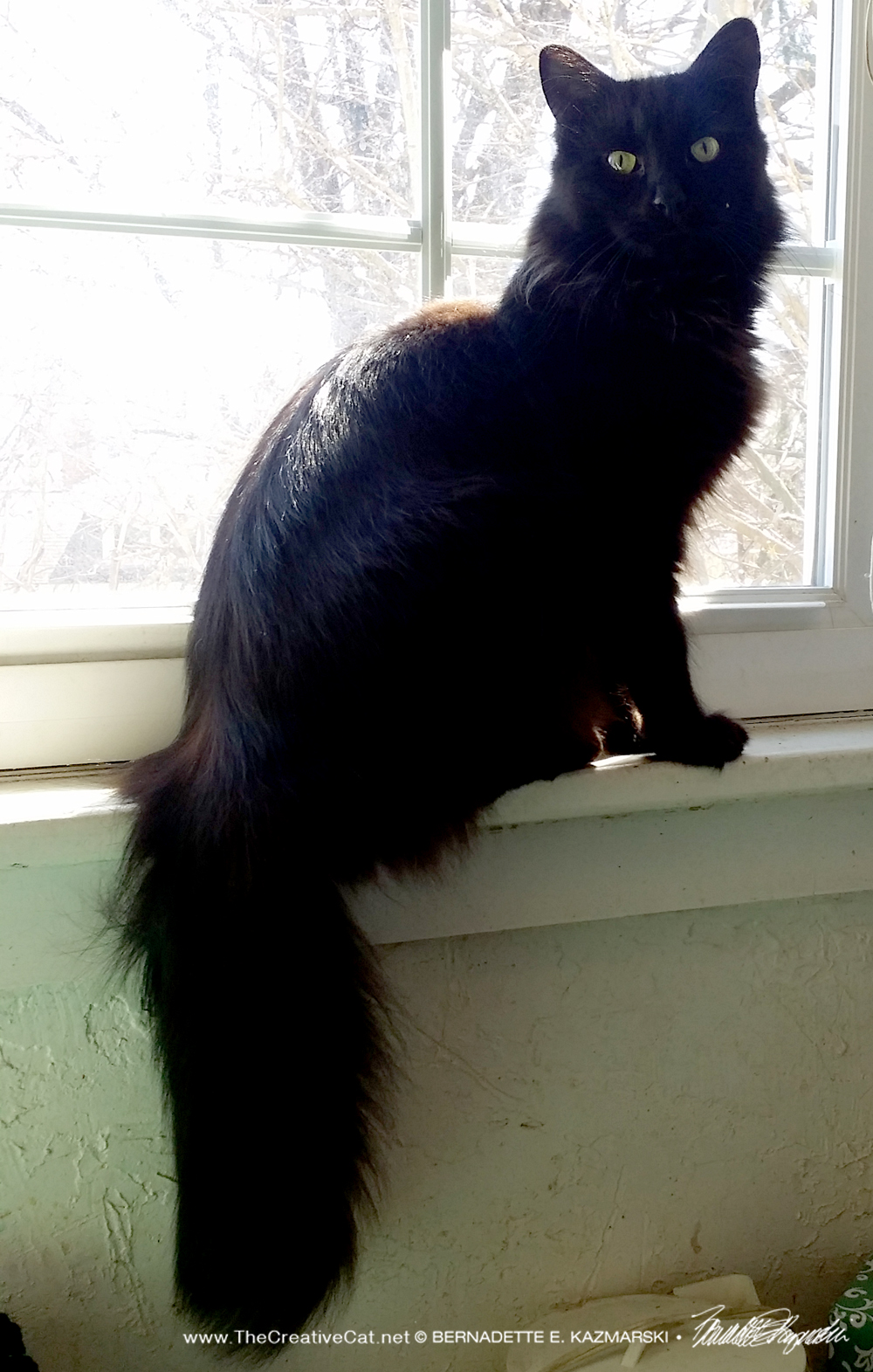 Hamlet enjoys a sunbath on the bathroom windowsill.