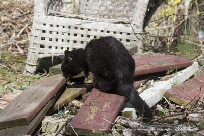 black cat on wood
