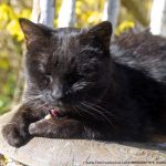 black cat on chair in garden with forsythia