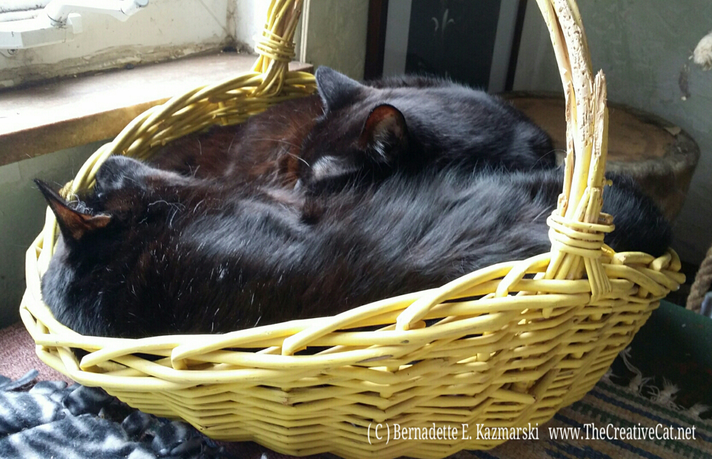A basket full of black cats!