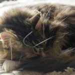 sleeping cat with whiskers