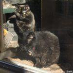 two cats looking out door