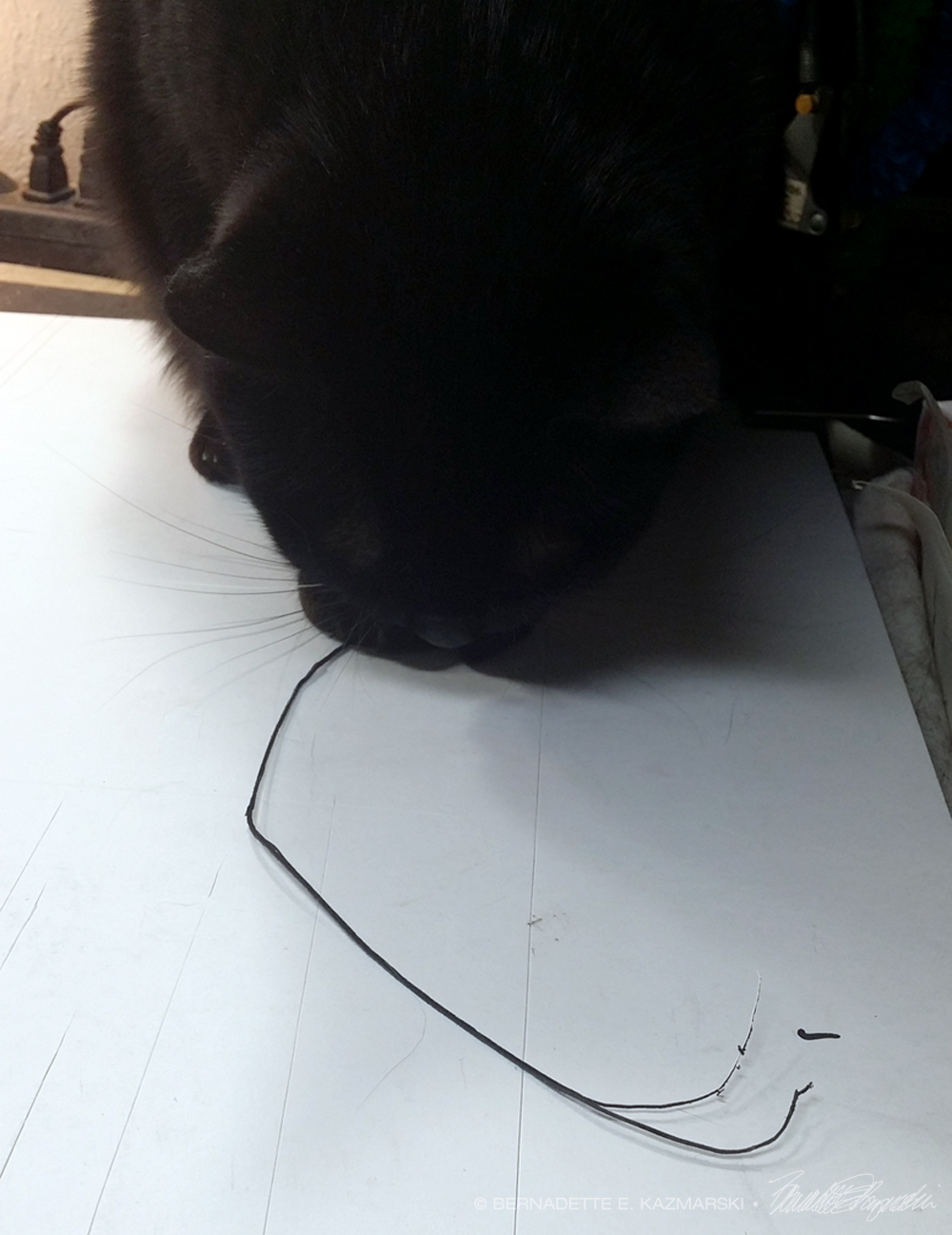 black cat playing with paper strip