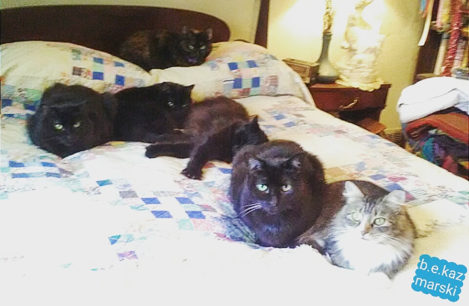 SIX CATS ON THE BED