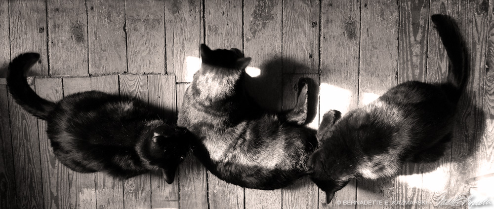 three black cats on wooden floor