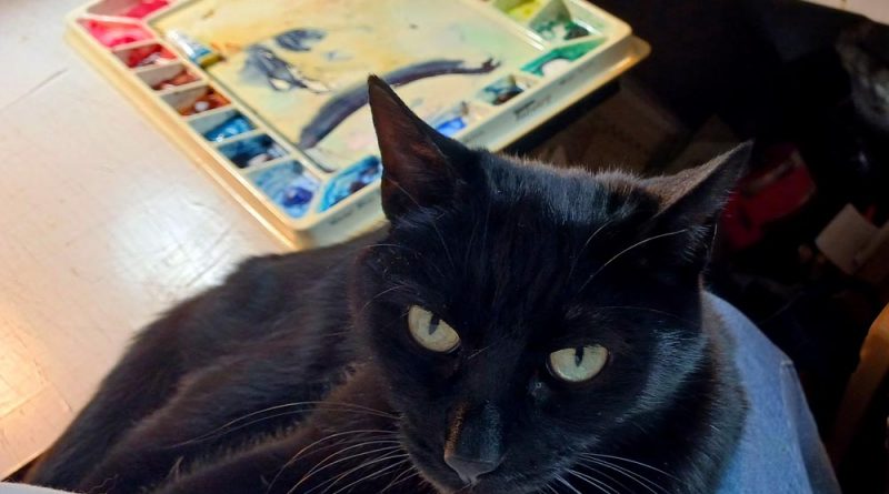 black cat on lap with watercolor palette