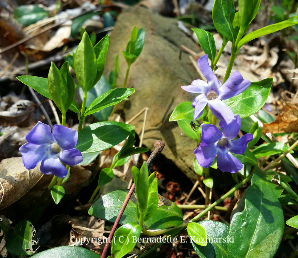 And Mimi and I found periwinkle flowers, finally!