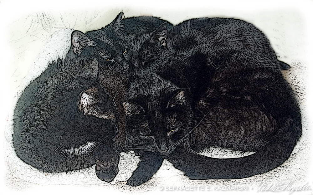 four cats sleeping