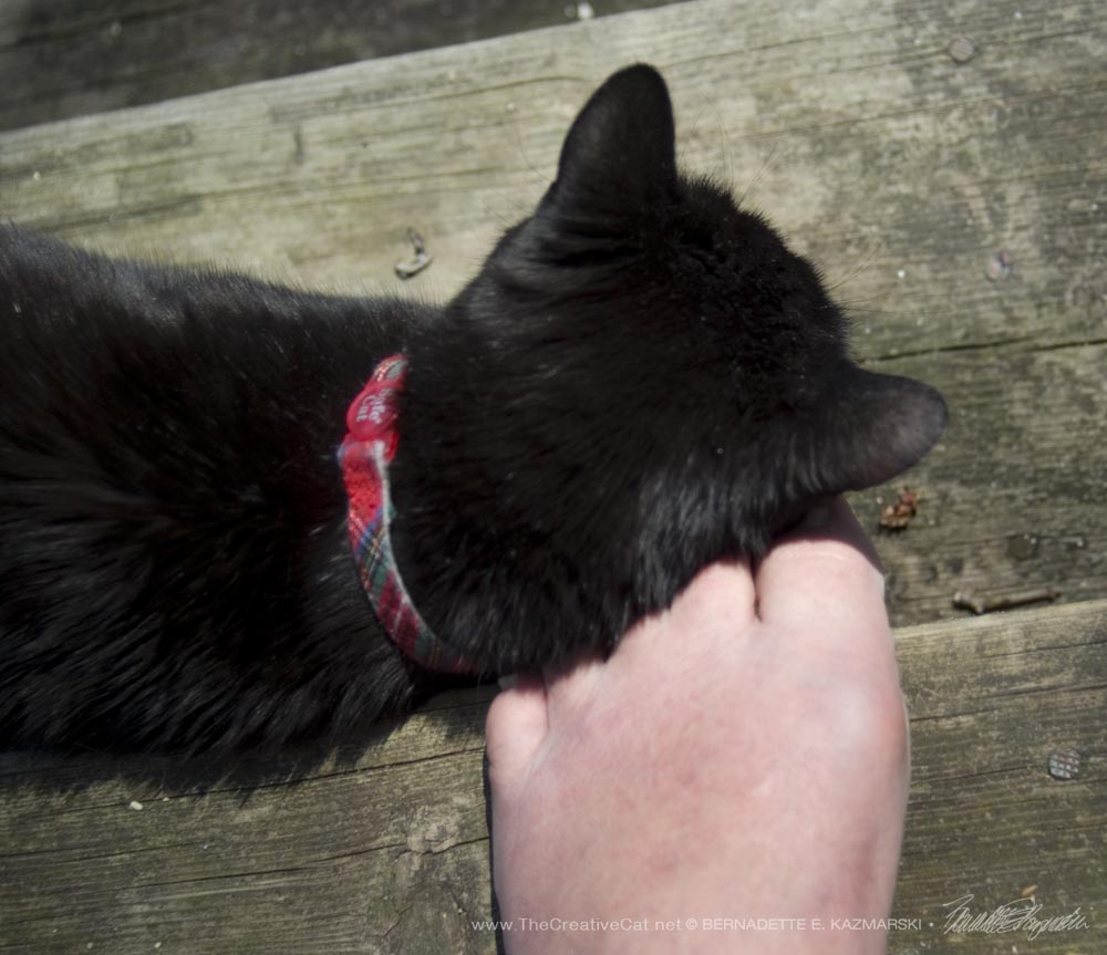 Mimi rubs her sun-warmed fur on my foot.