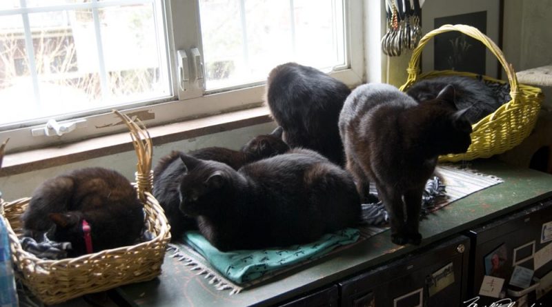 Six black cats.