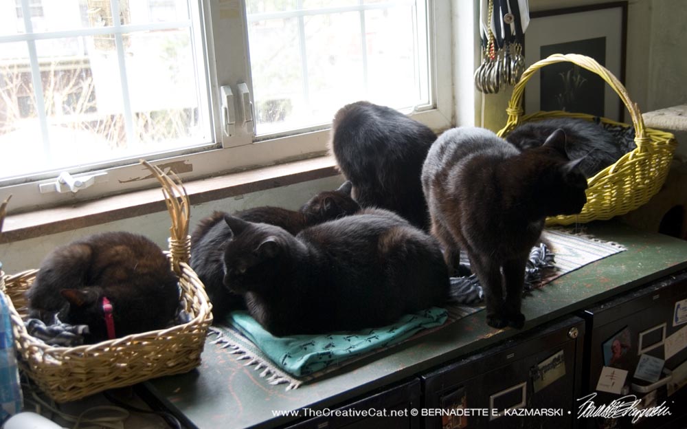 Six black cats.