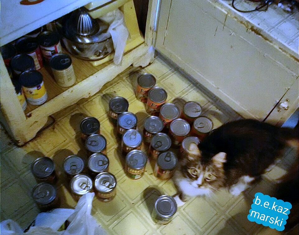 cat with cat food cans