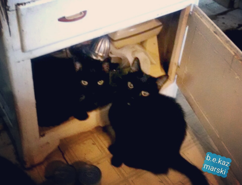 two black cats in cupboard