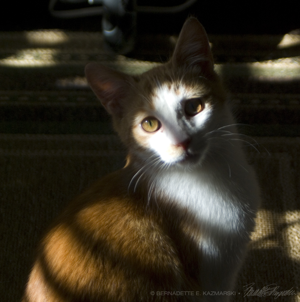 orange and white cat in shadows
