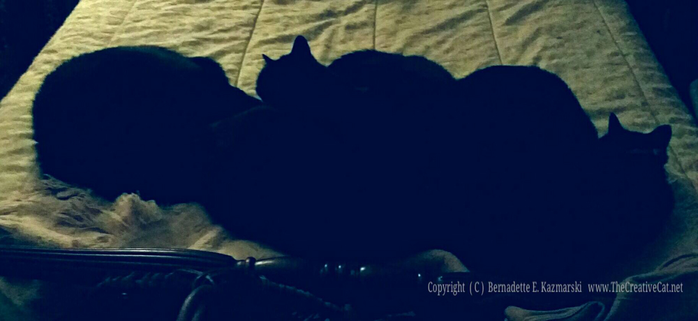 The cat pile with normal evening light.