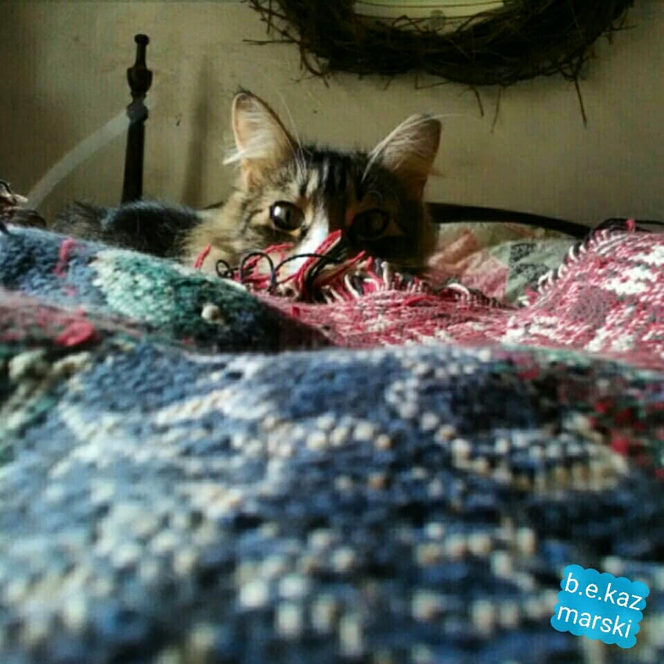 cat peeking over blanket