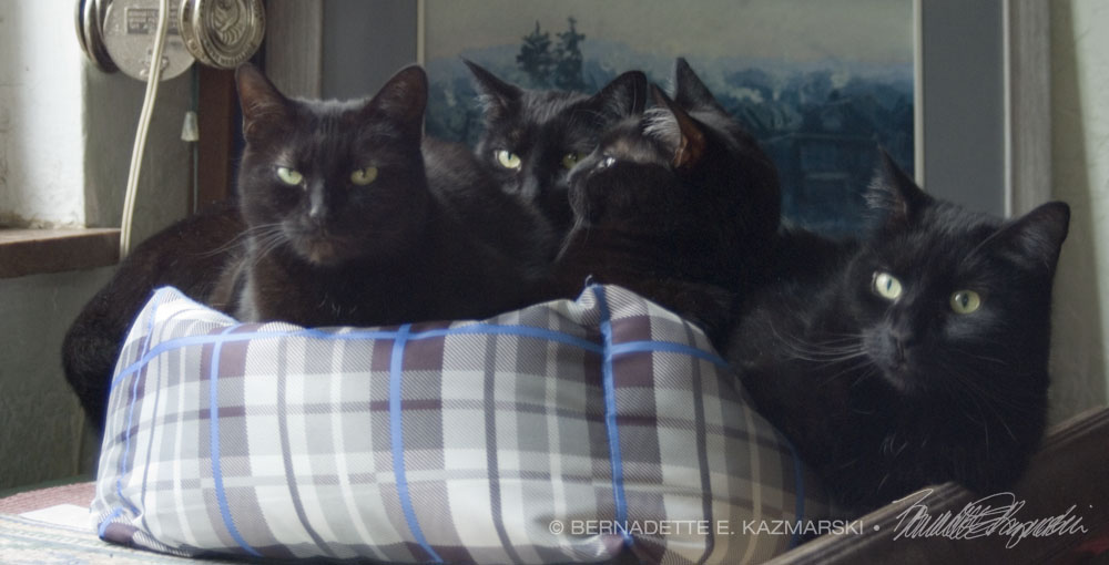 foru black cats in cat bed