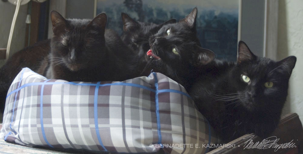 four black cats in cat bed
