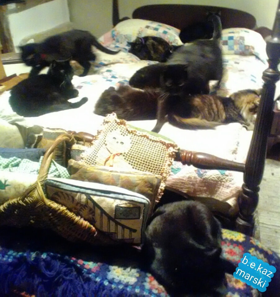 10 cats on bed
