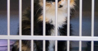 cat in shelter cage