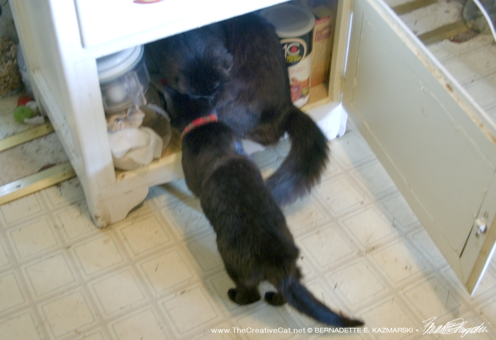 Exploring the cabinet with Smokie.