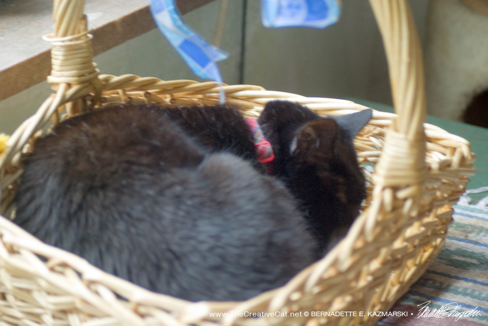 Mimi tries out Bella's basket for a nap.