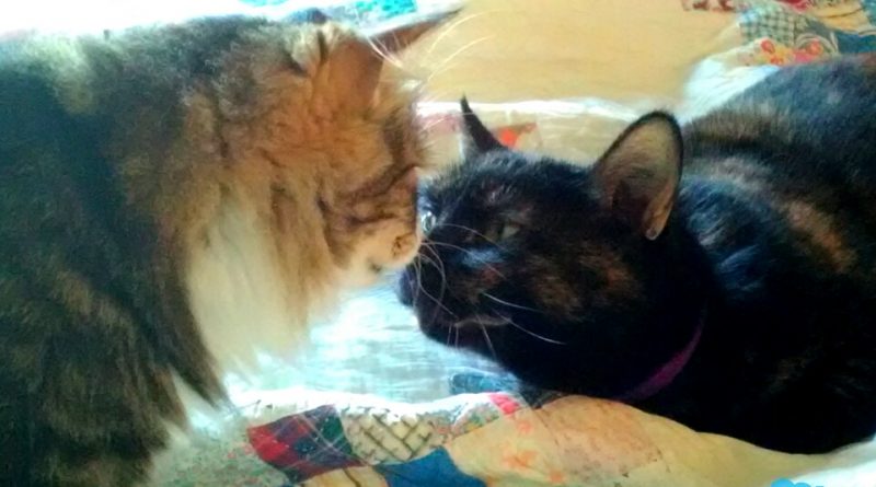 two cats nose to nose