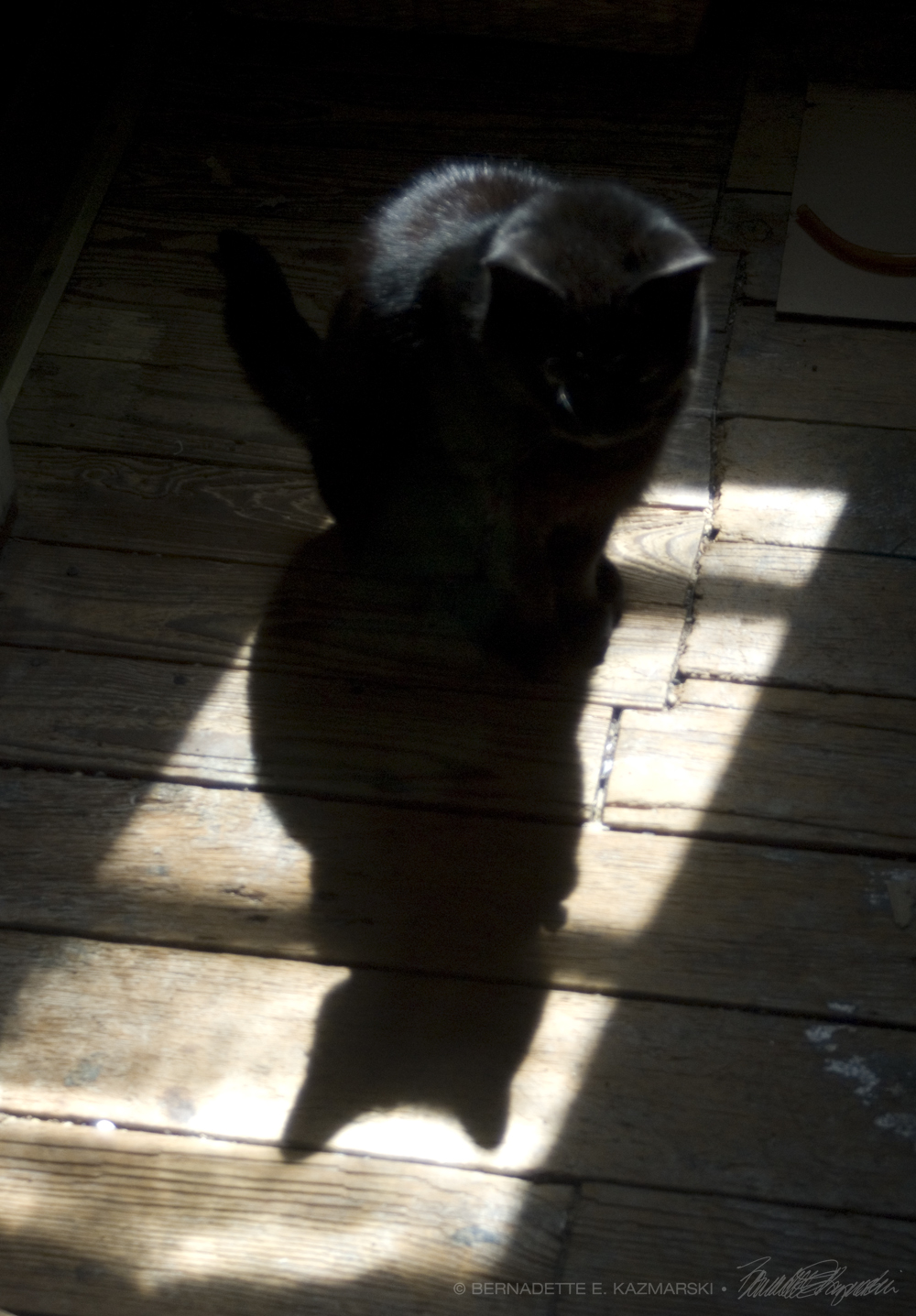 black cat with shadow on wood floor