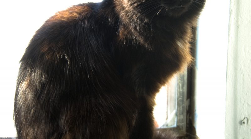 Basil enjoying the sunny studio windowsill.