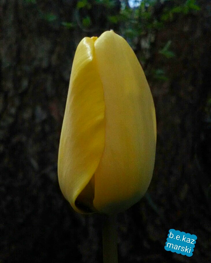 the yellow tulip