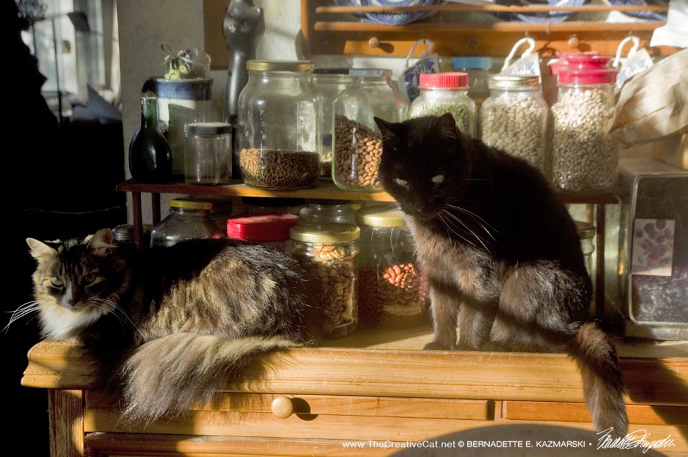 two cats on counter in sun