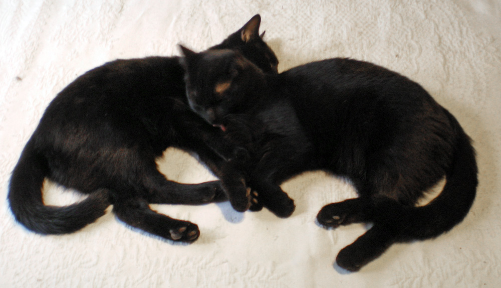 two black kittens on bed
