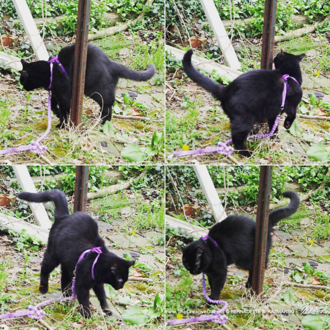 Mewsette's poledance routine.