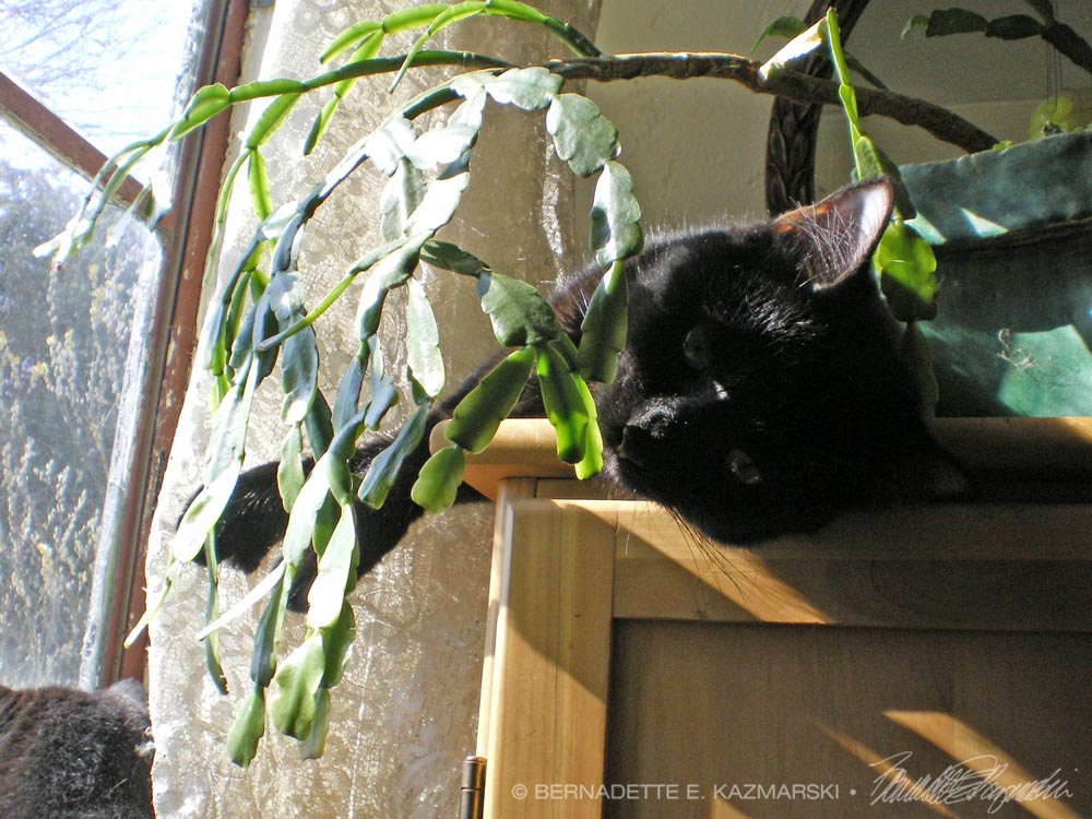 black cat with plant