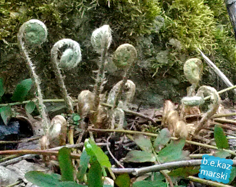 fiddlehead ferns