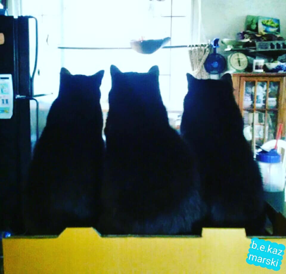 three black cat silhouettes