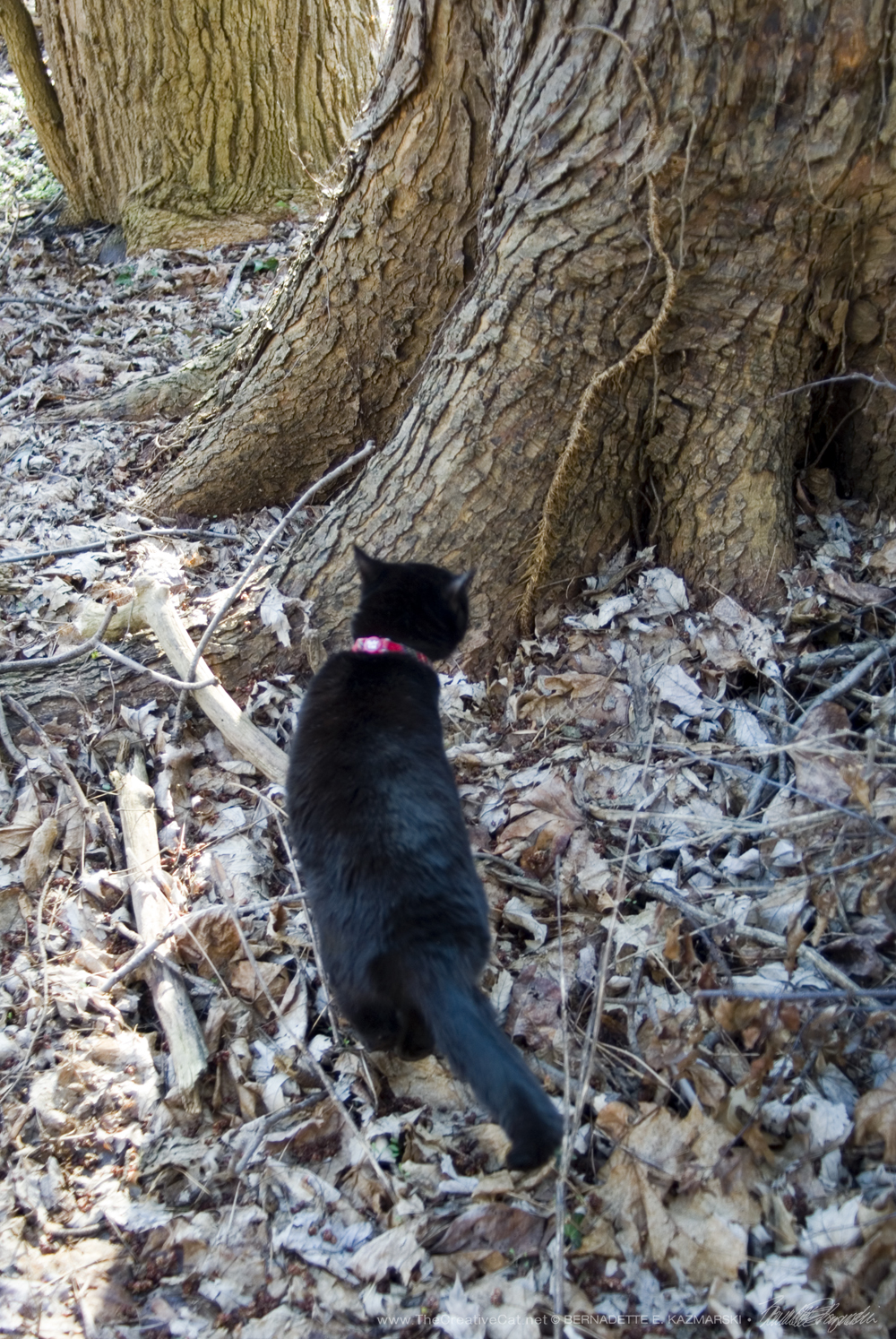 Little Mimi and the big big tree.