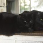 two black cats cuddling in kitchen