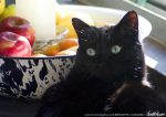 black cat with fruit bowl